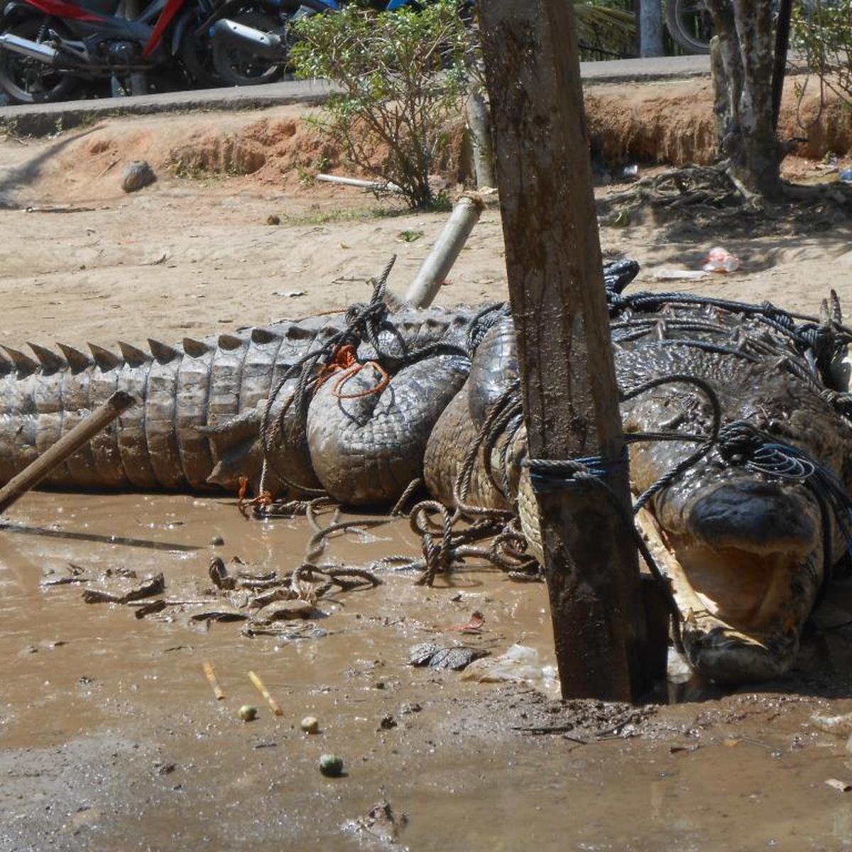 Detail Gambar Buaya Yang Ingin Diwarnai Nomer 27