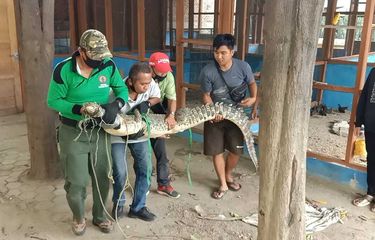 Detail Gambar Buaya Yang Ingin Diwarnai Nomer 38