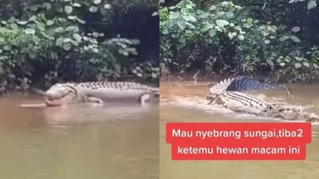 Detail Gambar Buaya Yang Ingin Diwarnai Nomer 44