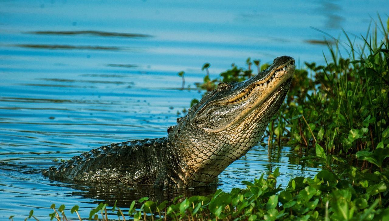 Detail Gambar Buaya Yang Ingin Diwarnai Nomer 10