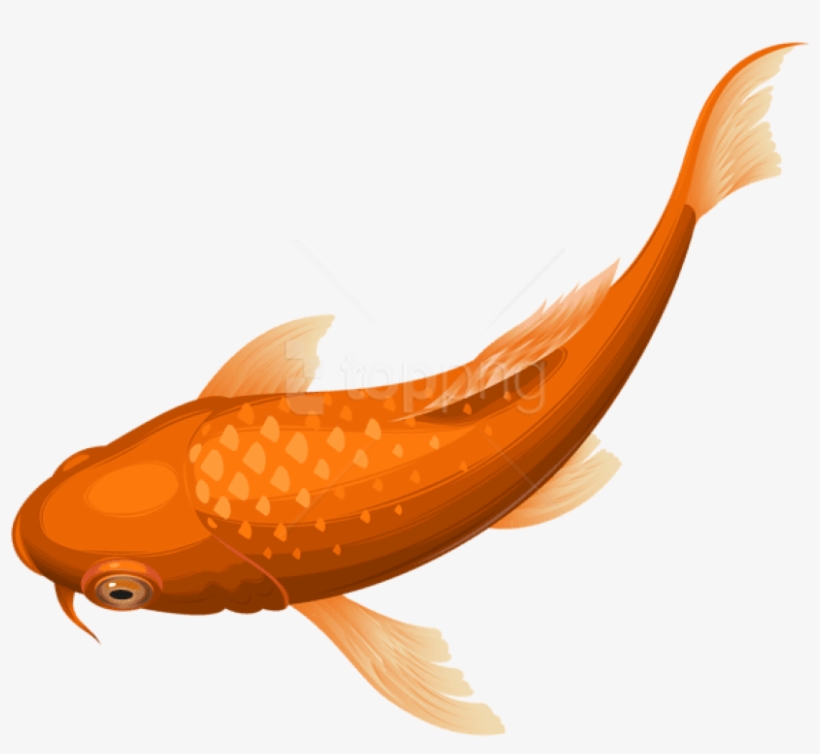 Detail Koi Bilder Nomer 6