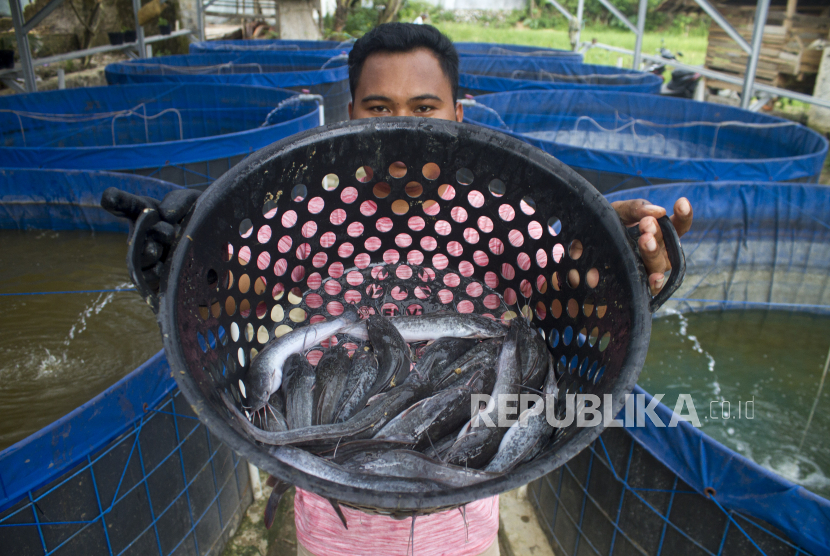 Detail Gambar Budidaya Ikan Lele Nomer 39