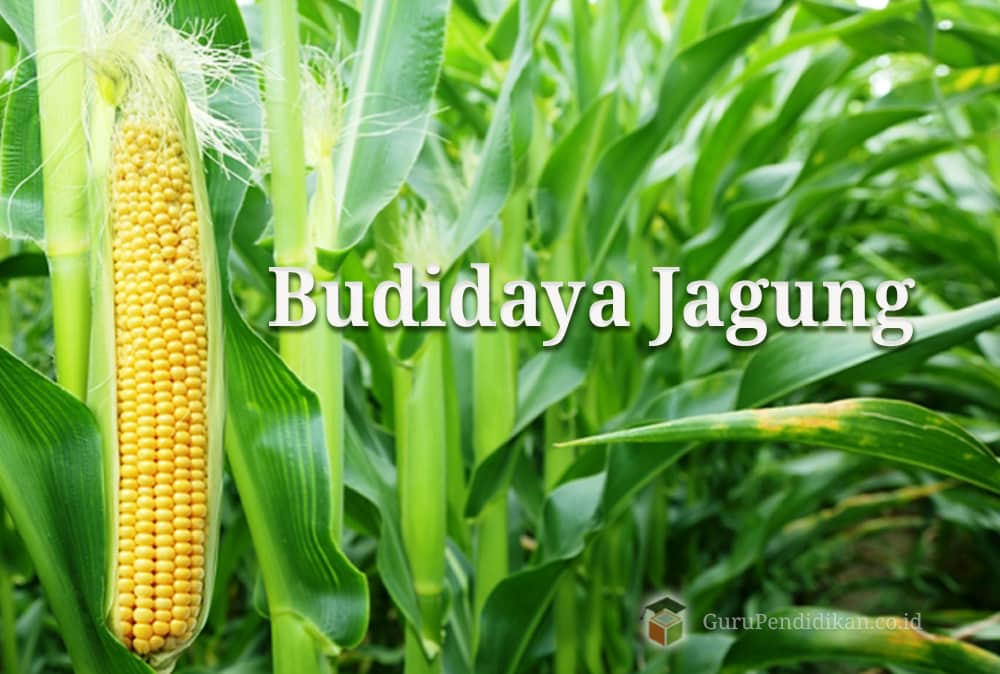 Detail Gambar Budidaya Jagung Manis Nomer 12