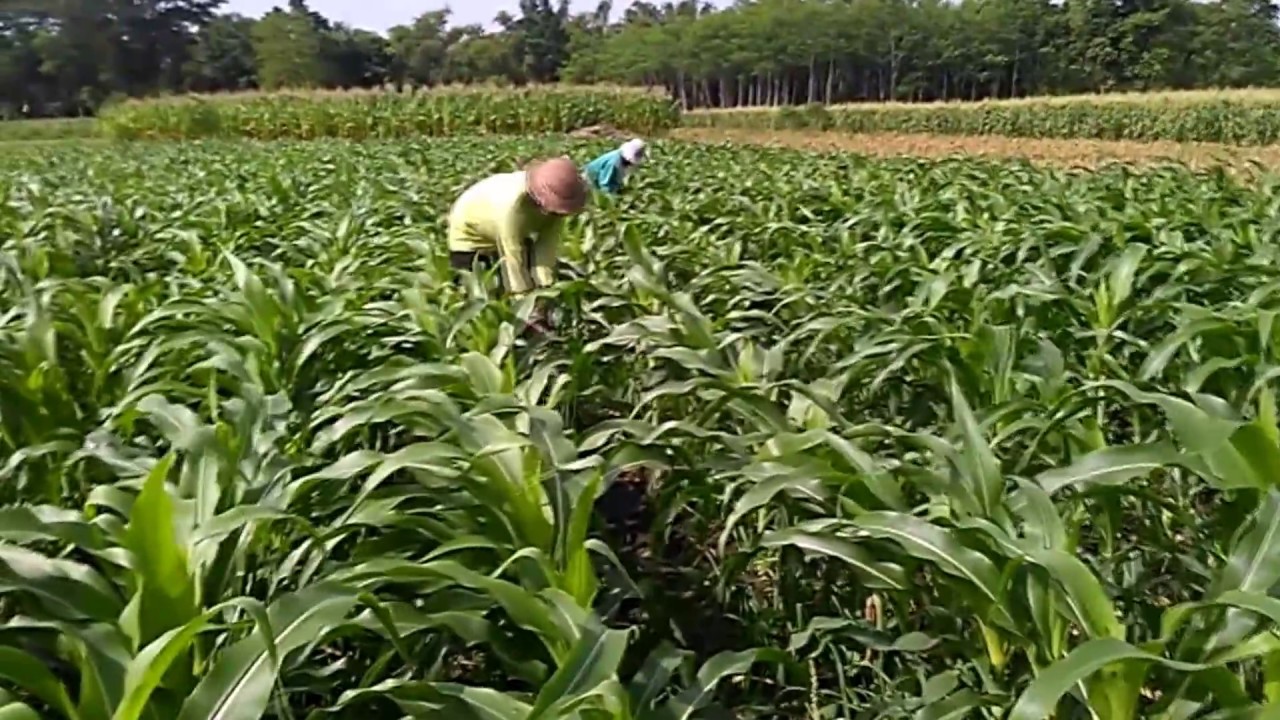 Detail Gambar Budidaya Jagung Manis Nomer 21