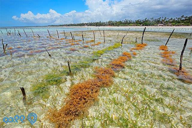 Download Gambar Budidya Rumput Laut Nomer 10