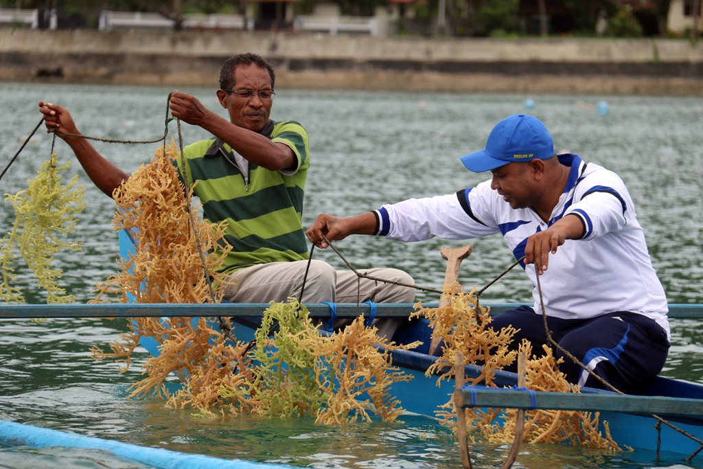 Detail Gambar Budidya Rumput Laut Nomer 18