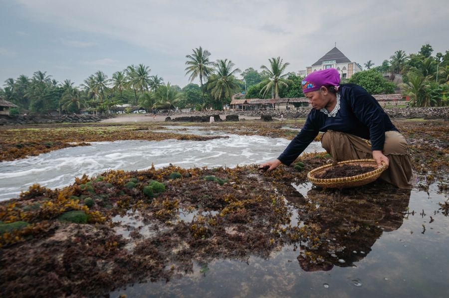 Detail Gambar Budidya Rumput Laut Nomer 30