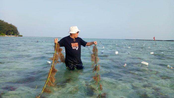 Detail Gambar Budidya Rumput Laut Nomer 32