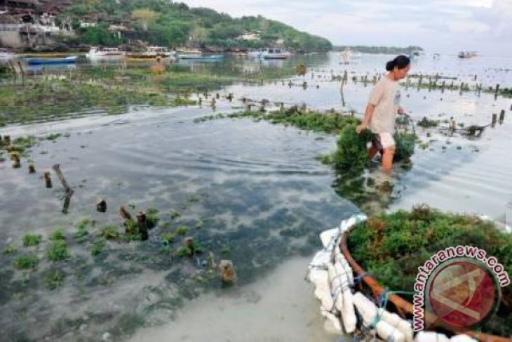 Detail Gambar Budidya Rumput Laut Nomer 48