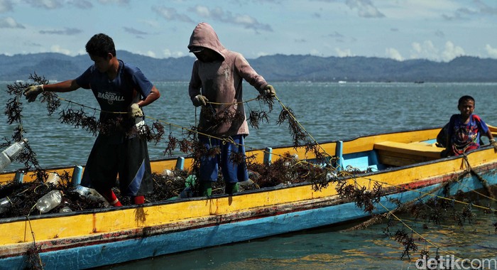 Detail Gambar Budidya Rumput Laut Nomer 49