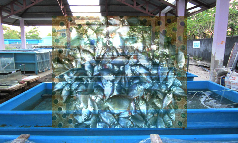 Detail Gambar Budydaya Ikan Komsumsi Nomer 53