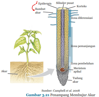 Detail Gambar Bulu Akar Pada Tumbuhan Nomer 9