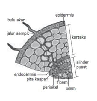 Detail Gambar Bulu Akar Pada Tumbuhan Nomer 12