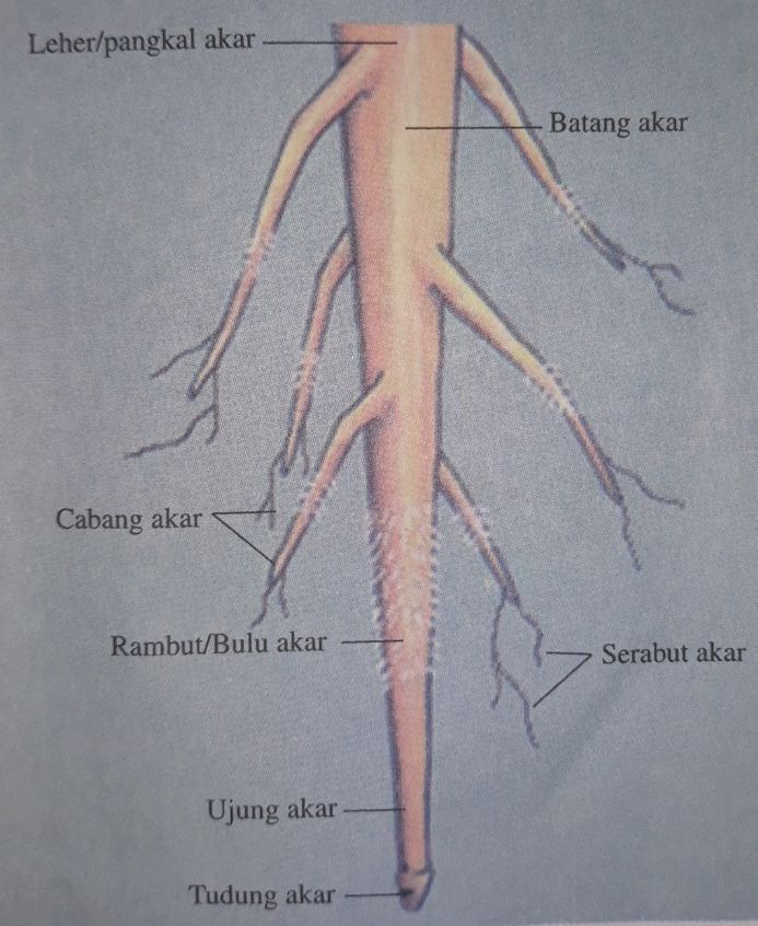 Detail Gambar Bulu Akar Pada Tumbuhan Nomer 14