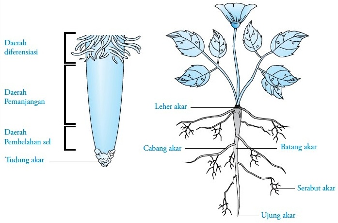 Detail Gambar Bulu Akar Pada Tumbuhan Nomer 26