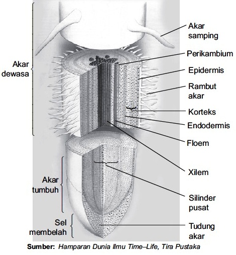 Detail Gambar Bulu Akar Pada Tumbuhan Nomer 27