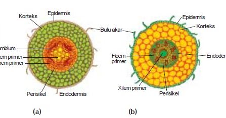 Detail Gambar Bulu Akar Pada Tumbuhan Nomer 28