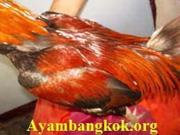 Detail Gambar Bulu Ayam Warna Merah Nomer 13