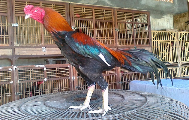 Detail Gambar Bulu Ayam Warna Merah Nomer 3