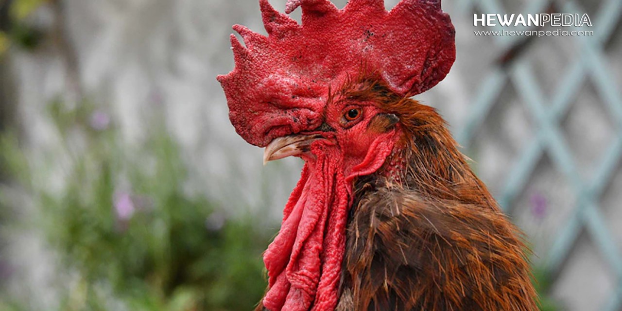 Detail Gambar Bulu Ayam Warna Merah Nomer 21