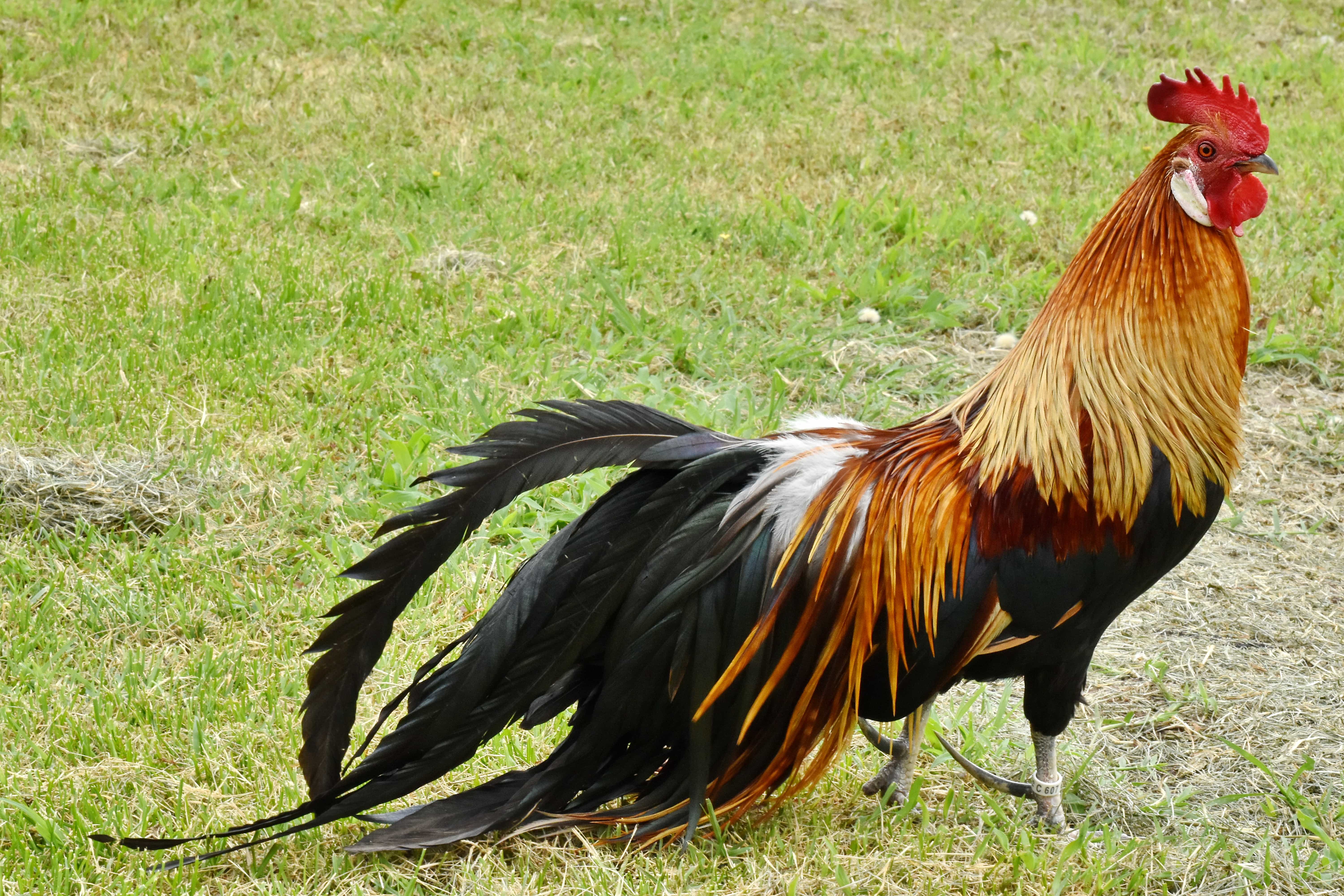 Detail Gambar Bulu Ayam Warna Merah Nomer 27