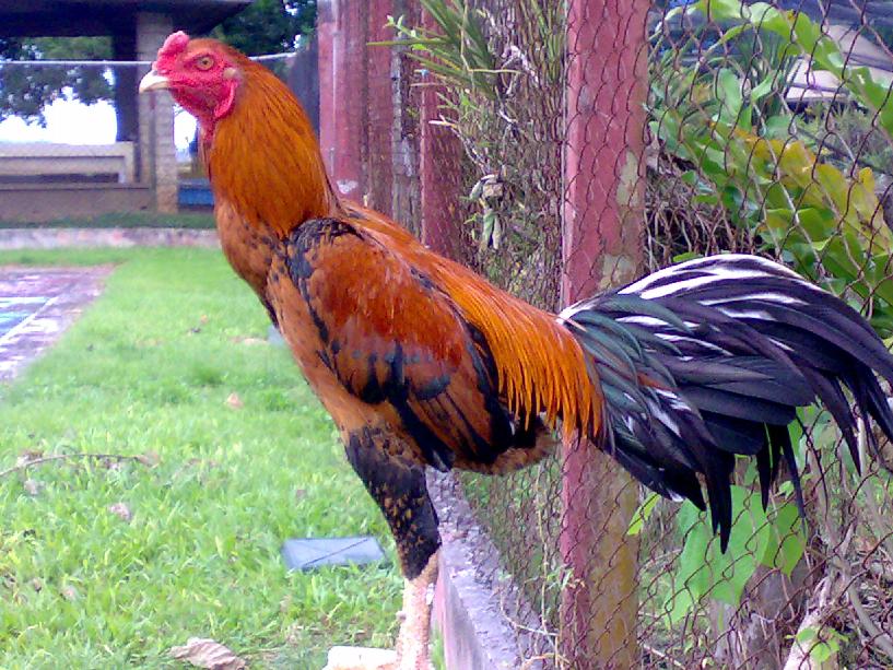 Detail Gambar Bulu Ayam Warna Merah Nomer 29