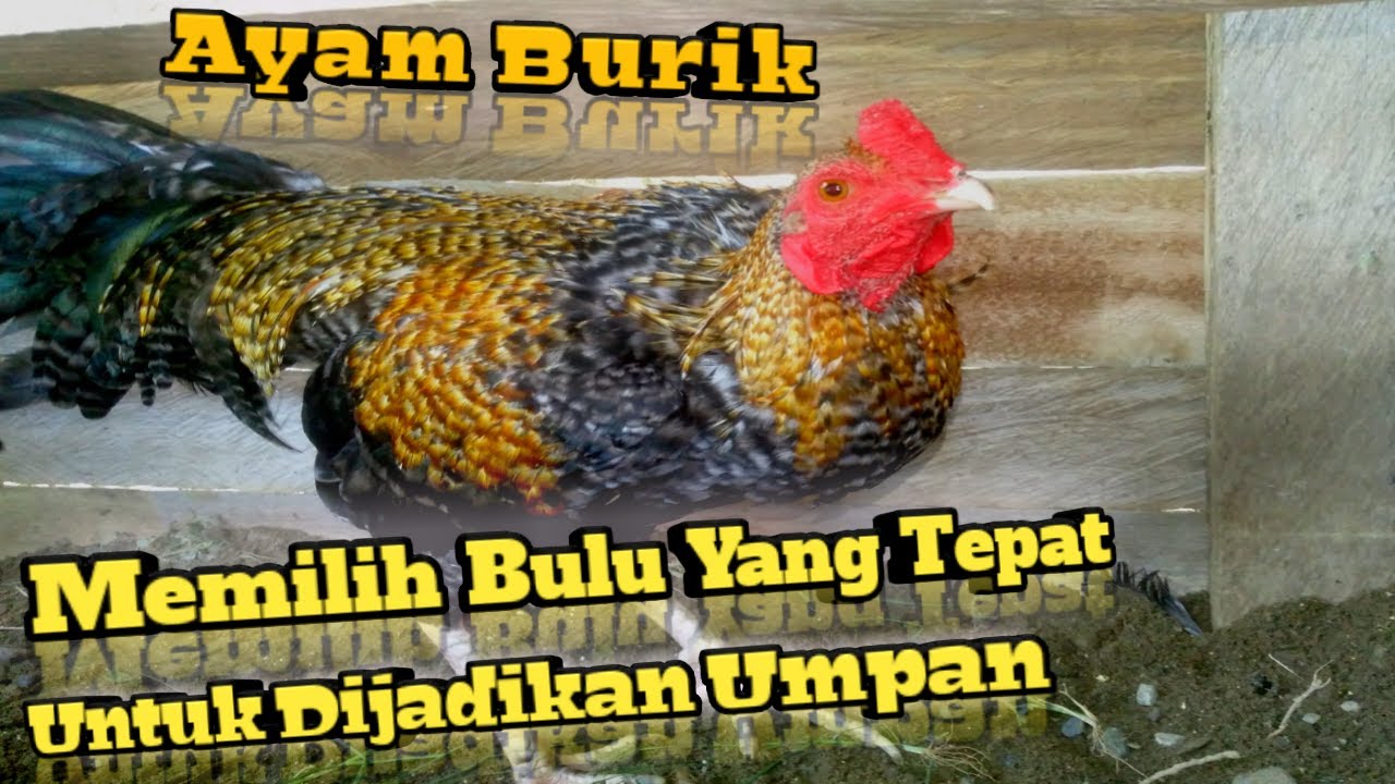 Detail Gambar Bulu Ayam Warna Merah Nomer 38