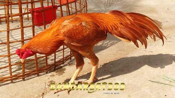 Detail Gambar Bulu Ayam Warna Merah Nomer 9