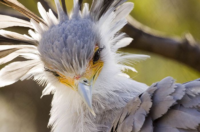 Detail Gambar Bulu Burung Elang Nomer 30