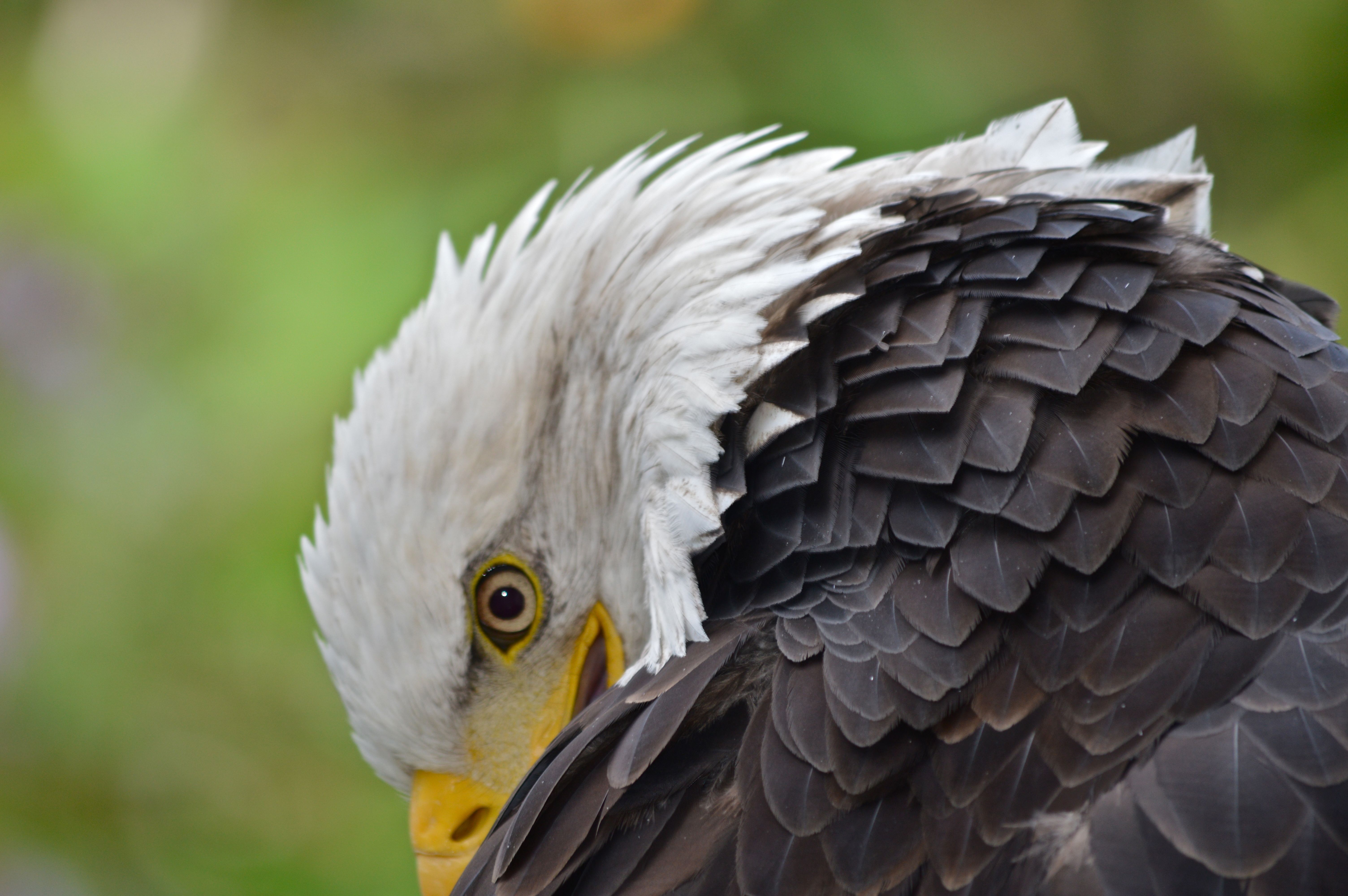 Detail Gambar Bulu Burung Elang Nomer 33