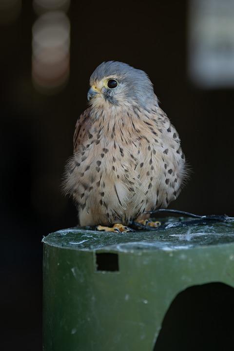 Detail Gambar Bulu Burung Elang Nomer 51