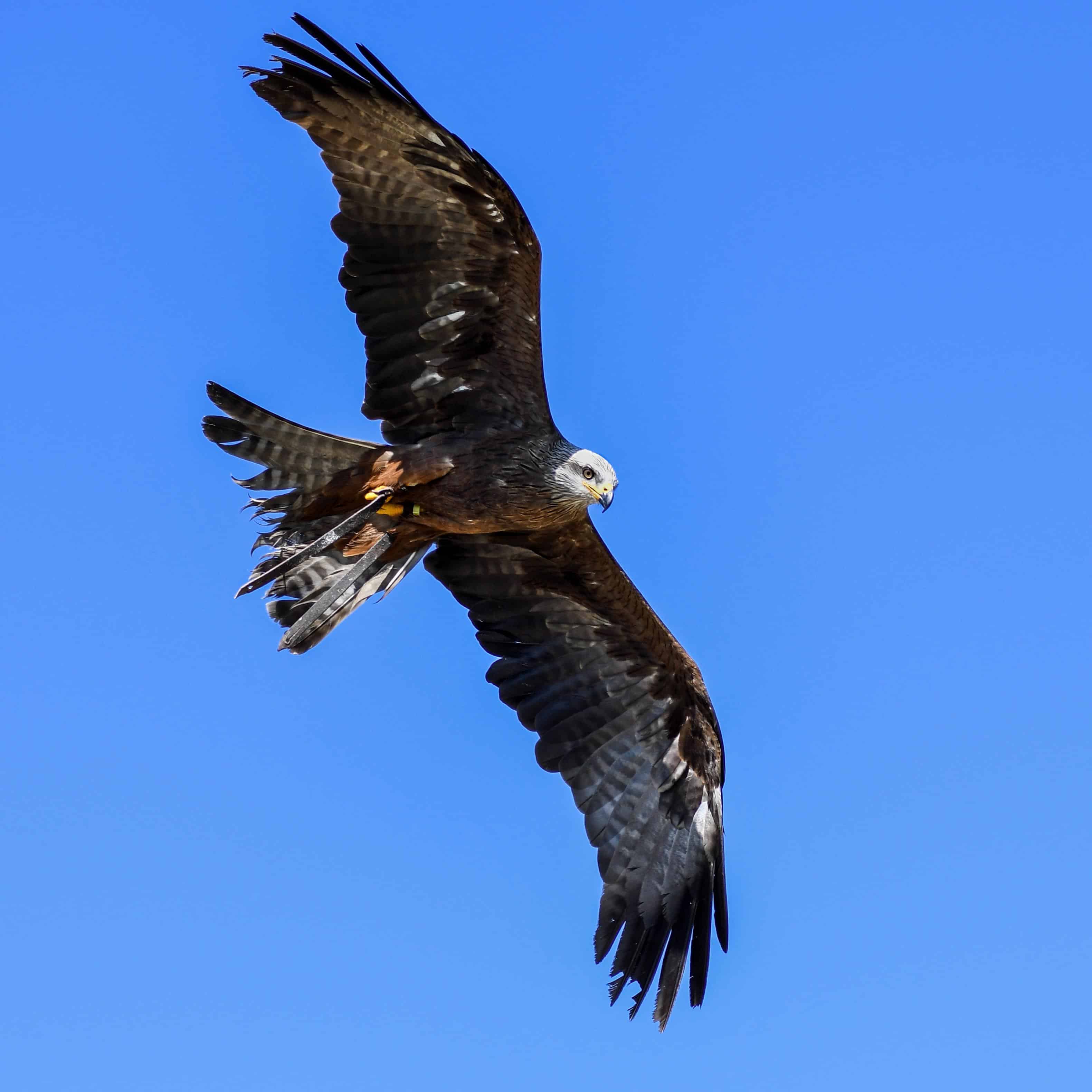 Detail Gambar Bulu Burung Elang Nomer 54