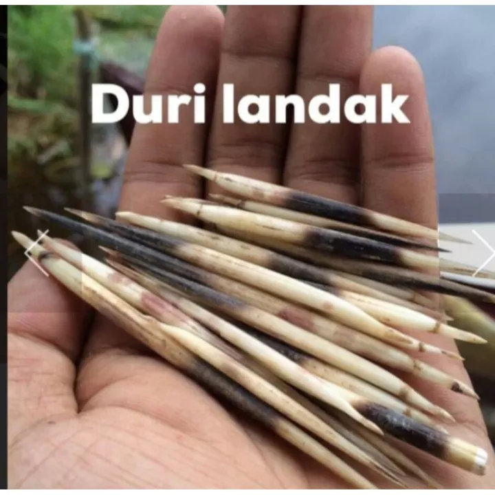 Detail Gambar Bulu Landak Nomer 18