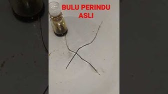 Detail Gambar Bulu Perindu Asli Dan Palsu Nomer 22