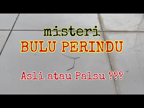 Detail Gambar Bulu Perindu Asli Dan Palsu Nomer 25