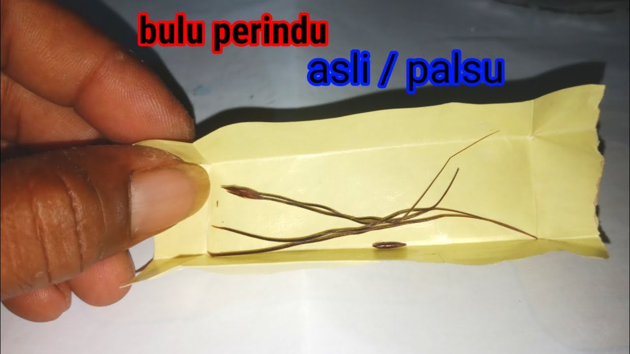 Detail Gambar Bulu Perindu Asli Dan Palsu Nomer 54