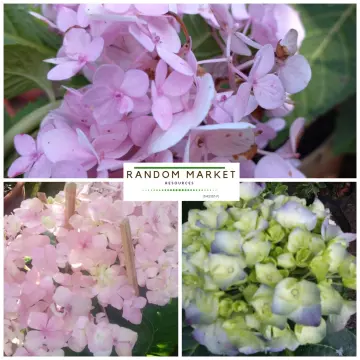 Detail Gambar Bunga 3 Bulan Nomer 36