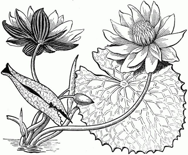 Detail Gambar Bunga 3 Dimensi Nomer 16