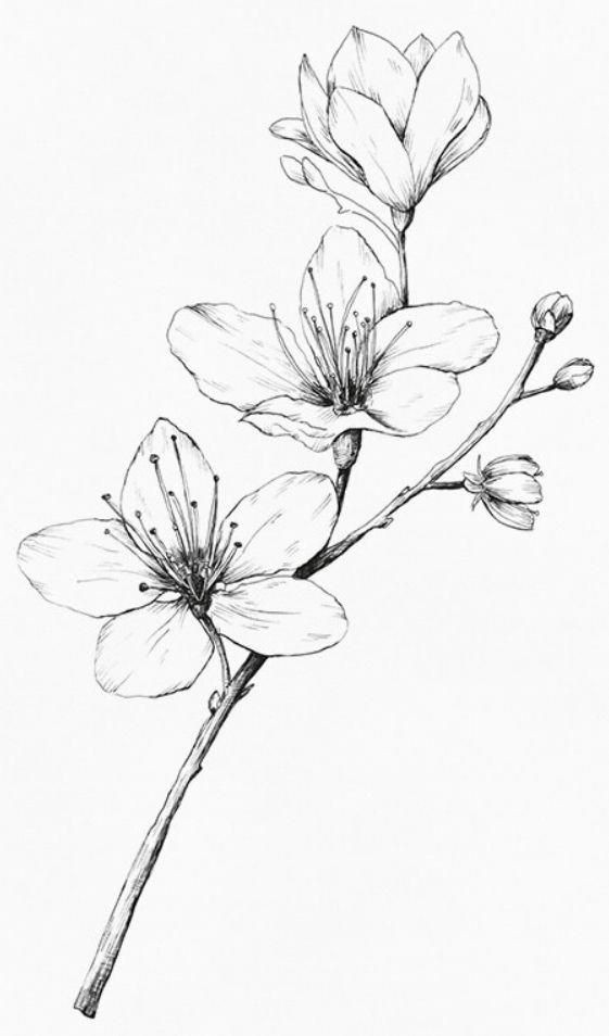 Gambar Bunga 3 Dimensi Hitam Putih - KibrisPDR