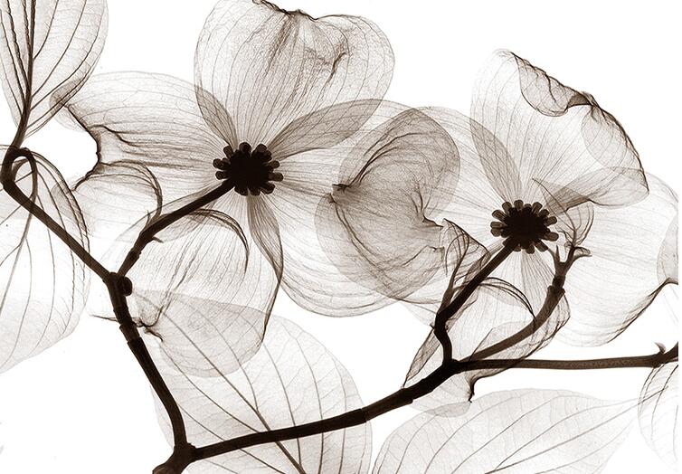 Detail Gambar Bunga 3 Dimensi Hitam Putih Nomer 8
