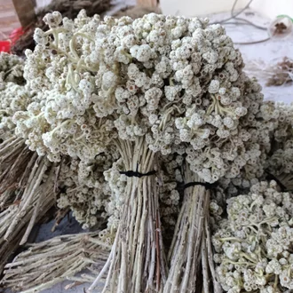 Detail Gambar Bunga Abadi Nomer 47