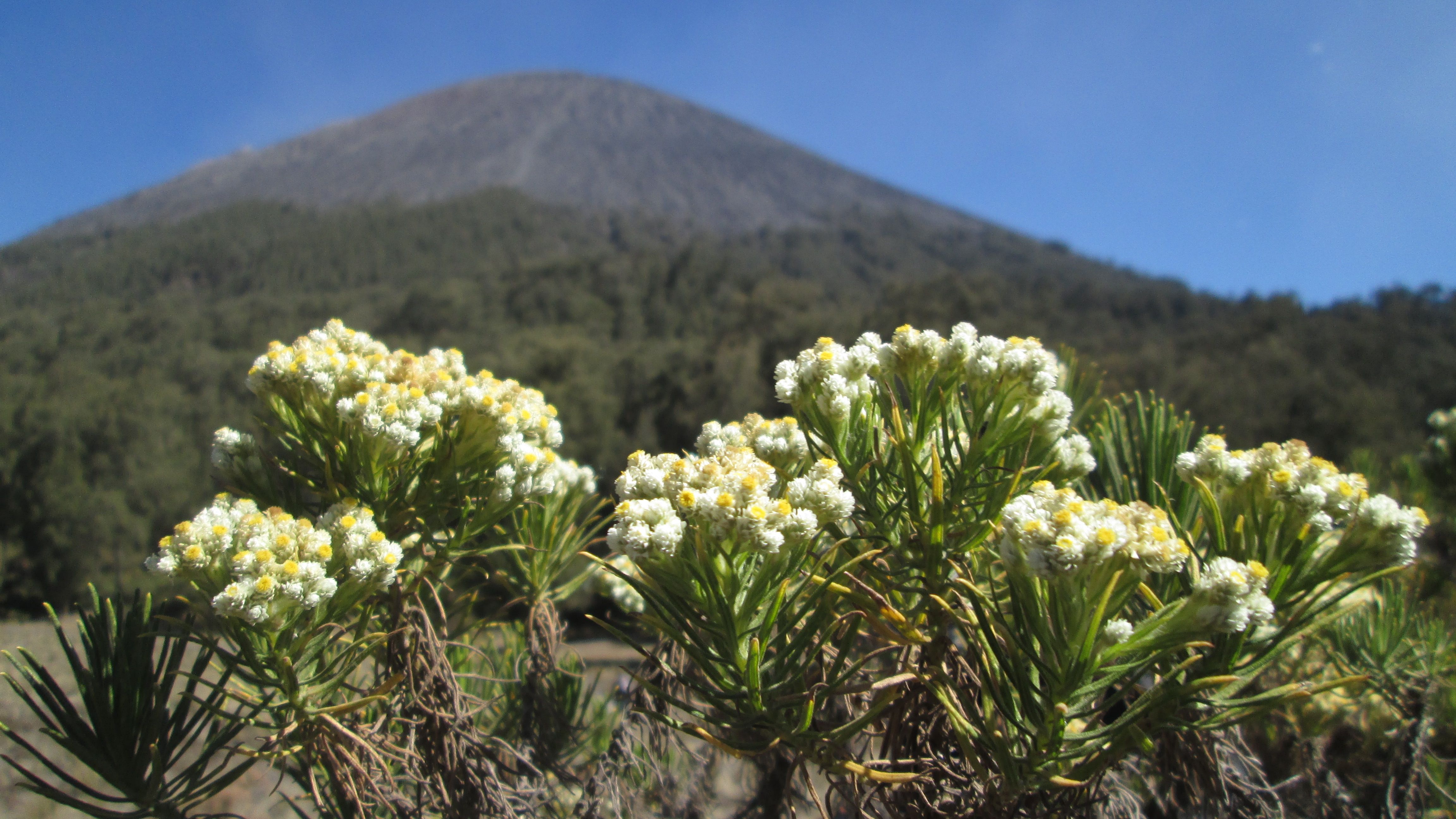 Detail Gambar Bunga Abadi Edelweis Nomer 4