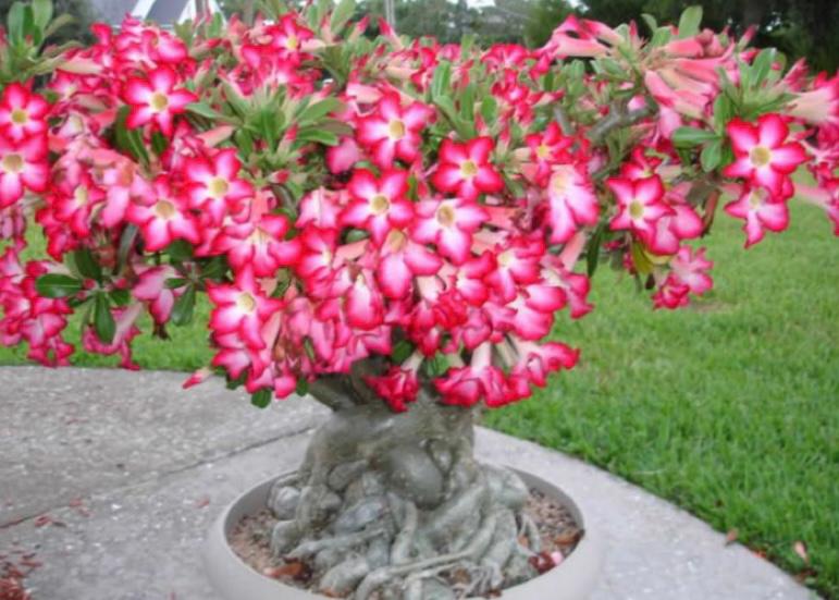 Detail Gambar Bunga Adenium Nomer 11