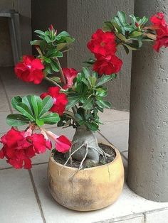 Detail Gambar Bunga Adenium Nomer 19