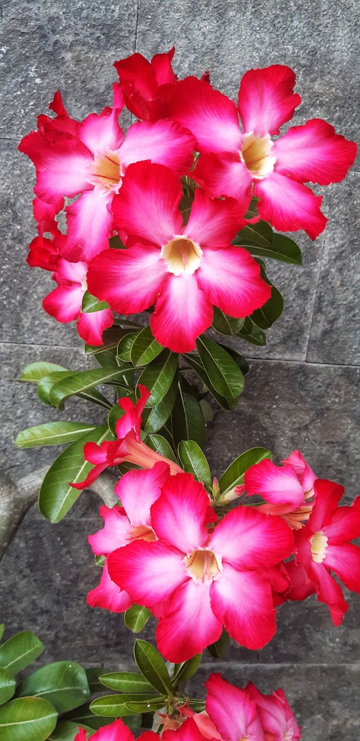 Detail Gambar Bunga Adenium Nomer 39