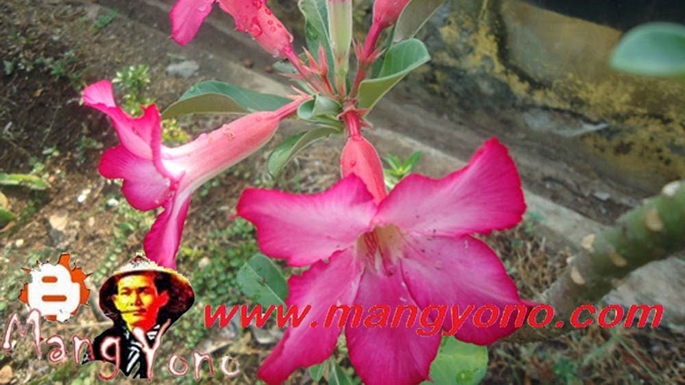 Detail Gambar Bunga Adenium Nomer 40