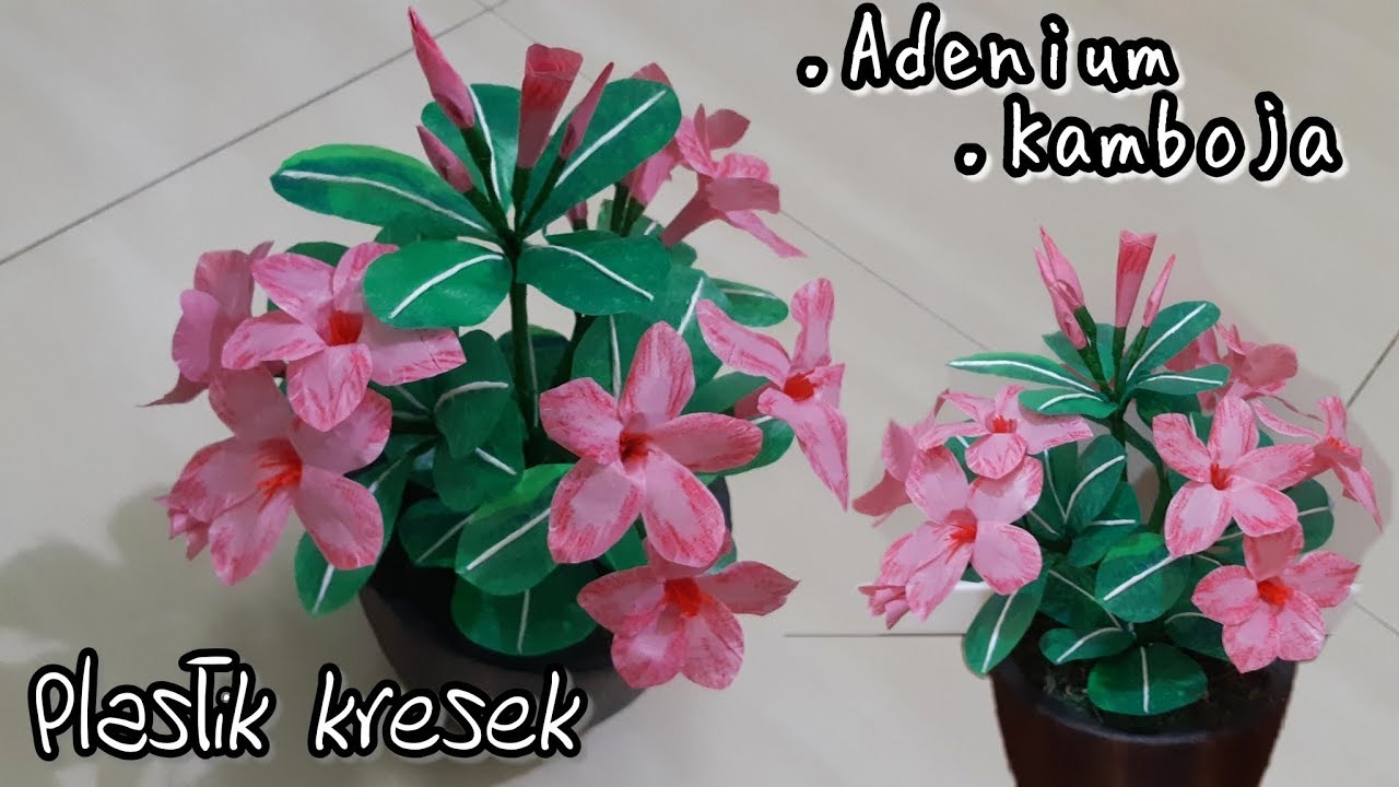 Detail Gambar Bunga Adenium Nomer 43