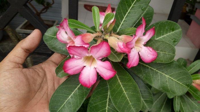 Detail Gambar Bunga Adenium Nomer 10