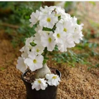 Detail Gambar Bunga Adenium Warna Putih Nomer 2