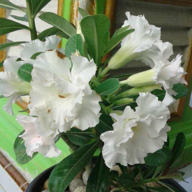 Detail Gambar Bunga Adenium Warna Putih Nomer 12